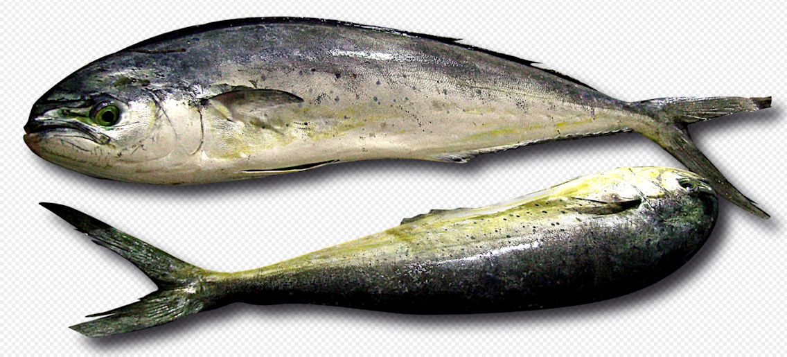 Coryphaena hippurus_010